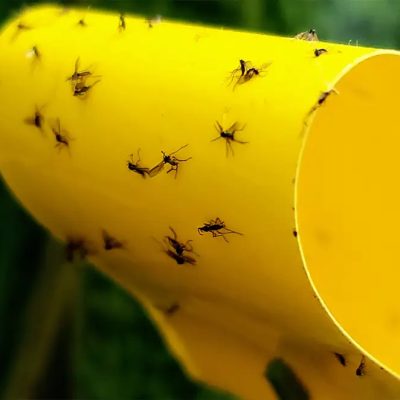 fungus-gnat-yellow-sticky-card.jpg